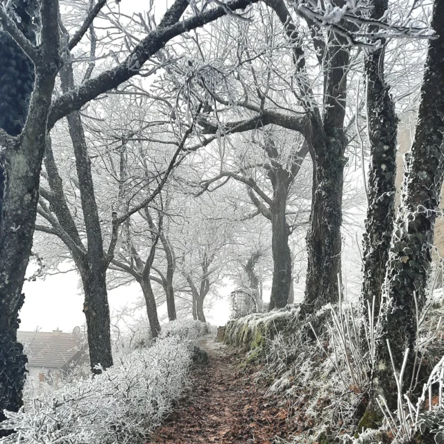 Winterwunderland im Maison Fasson. ⛄❄⛄
Winter ist die Zeit zum Ausspannen. Schnee und Eis liegt auf den Feldern und Fluren, die Bäume und Büsche sind überzuckert mit Schnee und Reif. Es ist die Zeit für Wanderungen und Spaziergänge durch die schlafende Natur. 🌳🌲🌳
Eine Runde Schlittenfahren oder auch Langlauf in der Loipe auf dem nahen Donnersberg. 🛷⛷🛷
Durchgefroren und glücklich geht es dann in das gemütliche Maison Fasson, dort wartet schon die heiße Tasse Kakao oder die leckere Kanne Tee. ☕☕☕
.
.
.
.
#gruppenhaus #ferienwohnung #donnersberg #ruppertsecken #donnersbergkreis #vacation #travel #pfalz #wandern #renovieren #vintage #oldhouse #upcycling #nordpfalz #ferienwohnung #fewo #pfälzerhöhenweg #selbstversorgerhaus
#licht #winter #schnee #silvester #schnee #neujahr #winterwunderland  #winterwonderland