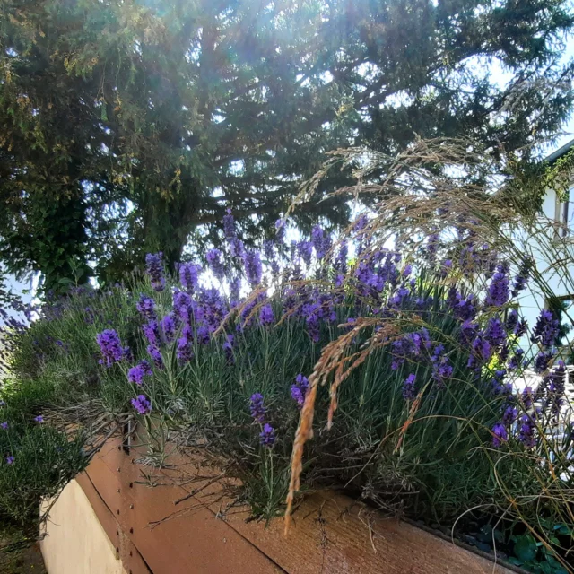 Maison Fasson blüht und duftet. 🌸🪻🌸

Wo der Lavendel wächst und die Seele aufatmet. ✨🪻✨
Urlaub an einem Ort, der nach Lavendel duftet, in der Sonne glitzert und Erinnerungen für die Ewigkeit schenkt. ✨🍀✨

Gemeinsame Zeit mit Freunden & Familie in einem liebevoll restaurierten Vintage-Gruppenhaus – genau das, was man manchmal braucht, um durchzuatmen. Lachen, Gespräche bis spät in die Nacht, entspannte Stunden im Garten, barfuß auf warmem Holz. 🪴🫶🪴

Der Sommer zeigt sich hier von seiner schönsten Seite – voller Wärme, Leichtigkeit und Lebensfreude. 🌻🪴🌻

📍Maison Fasson – ein Ort zum Wohlfühlen. Ein Zuhause auf Zeit. 💜🪻🌻
Eure Thomas und Dorit
.
.
.
.#MaisonFasson #Frühlingsgefühle #Sonnenmoment #LandlebenGenießen #Frühlingserwachen #gruppenhaus #ferienwohnung #donnersberg #ruppertsecken #donnersbergkreis #vacation #travel #pfalz #wandern #renovieren #vintage #oldhouse #upcycling #nordpfalz #ferienwohnung #fewo #pfälzerhöhenweg #selbstversorgerhaus #donnersberger_land #VintageVibes
#Sommerzeit #Wohlfühlen #VintageVibes