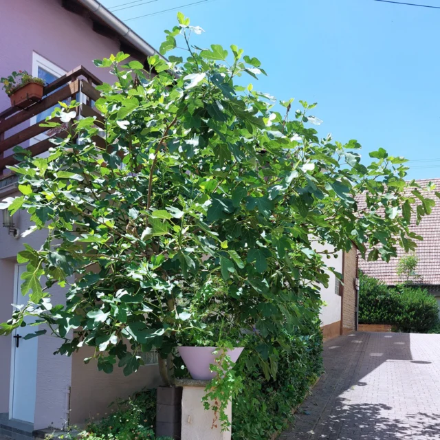 Feigenbaum-Magie bei Maison Fasson 🌿🌳🌿

Unser wunderschöner Feigenbaum wächst direkt vor dem Haus und spendet nicht nur Schatten, sondern auch mediterranes Flair und süße Früchte 🍃🍇🍃

Bei Maison Fasson dreht sich alles um Familie, Freunde und Gemeinschaft. Ob als Gruppe, große Familie oder für ein entspanntes Wochenende mit Herzensmenschen – unser Haus bietet Platz und Atmosphäre zum Wohlfühlen. ✨🏡✨

Hier wird gelacht, gekocht, gegessen, geplaudert – und unter dem Feigenbaum neue Erinnerungen geschaffen. 💬🍷🤍 

📍 Gruppenhaus mit Herz
🤍 Für besondere Momente mit besonderen Menschen
🪻Eure Thomas und Dorit vom Maison Fasson ✨🪻✨
.
.
.
.

#MaisonFasson #Feigenbaum #FamilieUndFreunde #GemeinsamZeitVerbringen #UrlaubMitFreunden #MediterranesFeeling #FerienhausLiebe 
#gruppenhaus #ferienwohnung #donnersberg #ruppertsecken #donnersbergkreis #vacation #travel #pfalz #wandern #renovieren #vintage #oldhouse #upcycling #nordpfalz #ferienwohnung #fewo #pfälzerhöhenweg #selbstversorgerhaus #donnersberger_land