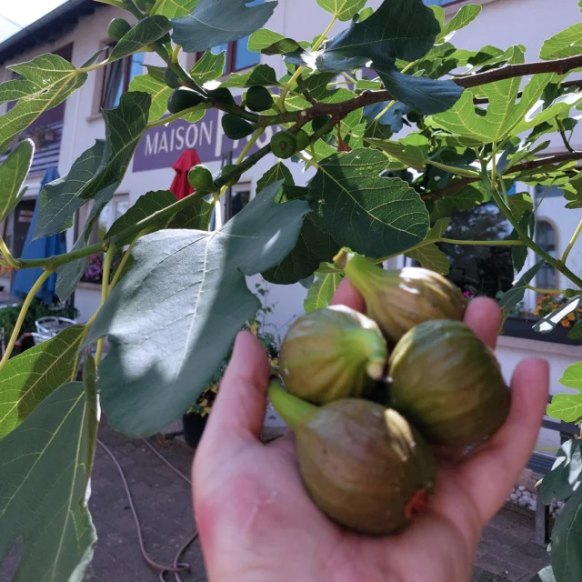 🌿✨ Feigenzeit im Maison Fasson ✨🌿

Was für ein Geschenk der Natur: Unser eigener Feigenbaum trägt wieder Früchte! 🍃💚
Süß, saftig und voller Sommergeschmack – direkt vom Baum in die Hand.

Ihr dürft euch gerne bedienen und euch eine kleine Auszeit gönnen. 🤲🍈
Aber bitte denkt daran: Pflückt achtsam und lasst der Pflanze ihre Kraft, damit sie uns noch viele Jahre mit ihren Schätzen verwöhnen kann. 🌱✨

Ein Stück mediterranes Lebensgefühl – mitten im Herzen des Donnersbergs. 🌳🌳🌳
.
.
.
.
#MaisonFasson #Gartenliebe #Gruppenhaus #Familienzeit #Gartenideen #Bambus #Gartenfreude #Familienzeit #FreundeTreffen #gruppenhaus #ferienwohnung #donnersberg #ruppertsecken #donnersbergkreis #vacation #travel #pfalz #wandern #vintage #nordpfalz #ferienwohnung #fewo #pfälzerhöhenweg #selbstversorgerhaus #donnersberger_land #Sommerzeit #Sommerglück #Gartenmomente #Abendsonne #Feigen
