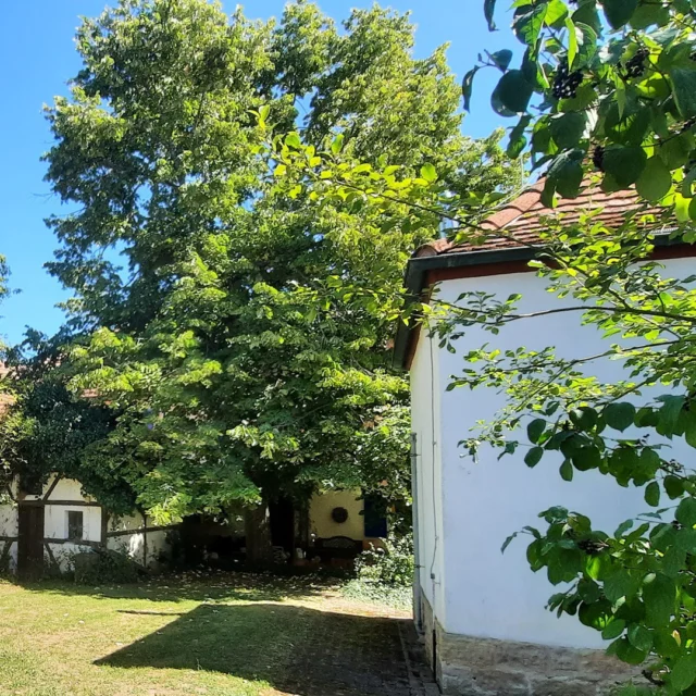 🌳☀️ Zurück im Garten des Maison Fasson
Nach einem Tag voller Eindrücke kehrt Ruhe ein – der Schritt in den Garten fühlt sich an wie Heimkommen. 💛
Unter den alten, schattenspendenden Bäumen breitet sich der Rasen aus, im Hintergrund steht das kleine Gartenhäuschen, das fast aussieht wie ein Hexenhaus aus einem Märchen. 🏡🍃
Hier lässt man den Tag ausklingen – barfuß im Gras, mit einem kühlen Getränk in der Hand und dem Gefühl, genau am richtigen Ort zu sein. ✨
.
.
.
.
#MaisonFasson #Sommererinnerung #Gartenliebe #FerienhausNordpfalz #MaisonFassonMomente #NordpfalzEntdecken #RuheGenießen #NaturPur #Pfalzliebe #Sommerglück #gruppenhaus #ferienwohnung #donnersberg #ruppertsecken #donnersbergkreis #vacation #travel #pfalz #wandern #vintage #nordpfalz #ferienwohnung #fewo #pfälzerhöhenweg #selbstversorgerhaus #donnersbergtouristikverband #donnersbergtouristik #donnersberger_land