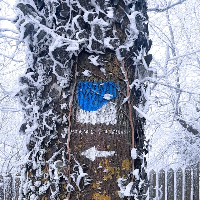 🚶‍♀️❄️ Winterwandern in der Nordpfalz – der Pfälzer Höhenweg ruft

Kalte Luft, leise knirschender Schnee und funkelnde Eiskristalle an den Ästen – so zeigt sich der Pfälzer Höhenweg im Winter. ✨
Die Wegweiser, teils auf alten Baumstämmen gemalt, teils auf Holzpfosten angebracht, führen direkt durch die Landschaft rund um das Maison Fasson. 🌿🏡

Auch in der stillen Jahreszeit ist jeder Schritt hier ein Erlebnis: verschneite Wälder, klare Ausblicke und das Gefühl, ganz bei sich zu sein. 🌬️❄️
Und das Schönste? Nach der Wanderung wartet das gemütlich warme Maison Fasson – mit Kaminfeuer, Tee und guten Gesprächen. 🔥💛

#MaisonFasson #Winterwandern #PfälzerHöhenweg #NordpfalzErleben #MaisonFassonMomente #Winterzauber #FerienhausNordpfalz #WandernImWinter #Pfalzliebe #NeugierigAufDenWinter #gruppenhaus #ferienwohnung #donnersberg #ruppertsecken #donnersbergkreis #vacation #travel #pfalz #wandern #vintage #nordpfalz #ferienwohnung #fewo #pfälzerhöhenweg #selbstversorgerhaus #donnersbergtouristikverband #donnersbergtouristik #donnersberger_land