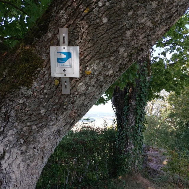 ☀️🌿 Sommerwege rund ums Maison Fasson – Wandern im Spiel von Licht und Schatten

Der Sommer zeigt sich von seiner schönsten Seite. 🌞
Die Sonne strahlt über den Pfälzer Höhenweg, während das Blätterdach der alten Bäume kühlen Schatten spendet.
Zwischen Efeu-bewachsenen Mauern lädt eine lange Bank zur Rast ein – ein stiller Platz, um die Aussicht zu genießen und die Seele baumeln zu lassen. 🌿

Wer weiterwandert, entdeckt den Aussichtspunkt auf dem Turmrest und die alten Mauern der Burg, die Geschichten vergangener Zeiten erzählen. ✨
Überall flirrt das Licht, zwischen Sonne und Schatten entsteht dieses magische Sommergefühl – friedlich, leicht, endlos weit. 🌳

Nur wenige Schritte entfernt liegt das Maison Fasson – idealer Startpunkt für solche Sommertouren, für kleine Abenteuer mit Freunden, Familien oder Gruppen. 🏡💛
Hier beginnt jeder Tag mit Wanderlust – und endet mit einem Lächeln.

#MaisonFasson #SommerInDerPfalz #PfälzerHöhenweg #NordpfalzErleben #MaisonFassonMomente #FerienhausNordpfalz #WandernMitFreunden #NaturUndGeschichte #UrlaubMitHerz #Sonnenmomente #gruppenhaus #ferienwohnung #donnersberg #ruppertsecken #donnersbergkreis #vacation #travel #pfalz #wandern #vintage #nordpfalz #ferienwohnung #fewo #pfälzerhöhenweg #selbstversorgerhaus #donnersbergtouristikverband #donnersbergtouristik #donnersberger_land