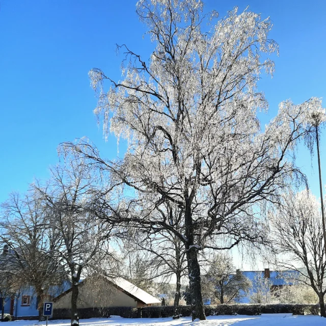 ❄️✨ Ein Wintermorgen zum Staunen – so begann das Jahr im Maison Fasson

Der Himmel strahlend blau, die Sonne glitzert auf frischem Schnee – und an den Ästen hängen Eiszapfen, als hätte die Natur selbst sie dort aufgehängt. 🌿💎
Ein Moment voll stiller Magie.

So begann das Jahr rund um das Maison Fasson: ruhig, klar und wunderschön.
Die Landschaft der Nordpfalz zeigt sich in ihrem winterlichen Kleid – perfekt für Spaziergänge, warme Gedanken und den ersten Tee am Kamin. ☕🏡

Hier, wo Stille und Licht sich begegnen, spürt man sofort: Das neue Jahr hält viele kleine Wunder bereit. 💛

#MaisonFasson #Winterzauber #NordpfalzErleben #MaisonFassonMomente #FerienhausNordpfalz #UrlaubMitHerz #Winterliebe #Ruppertsecken #NaturUndRuhe #Jahresrückblick #MaisonFasson2024 ❄️✨ Ein Wintermorgen zum Staunen – so begann das Jahr im Maison Fasson

Der Himmel strahlend blau, die Sonne glitzert auf frischem Schnee – und an den Ästen hängen Eiszapfen, als hätte die Natur selbst sie dort aufgehängt. 🌿💎
Ein Moment voll stiller Magie.

So begann das Jahr rund um das Maison Fasson: ruhig, klar und wunderschön.
Die Landschaft der Nordpfalz zeigt sich in ihrem winterlichen Kleid – perfekt für Spaziergänge, warme Gedanken und den ersten Tee am Kamin. ☕🏡

Hier, wo Stille und Licht sich begegnen, spürt man sofort: Das neue Jahr hält viele kleine Wunder bereit. 💛

#MaisonFasson #Winterzauber #NordpfalzErleben #MaisonFassonMomente #FerienhausNordpfalz #UrlaubMitHerz #Winterliebe #Ruppertsecken #NaturUndRuhe #Jahresrückblick #MaisonFasson2024