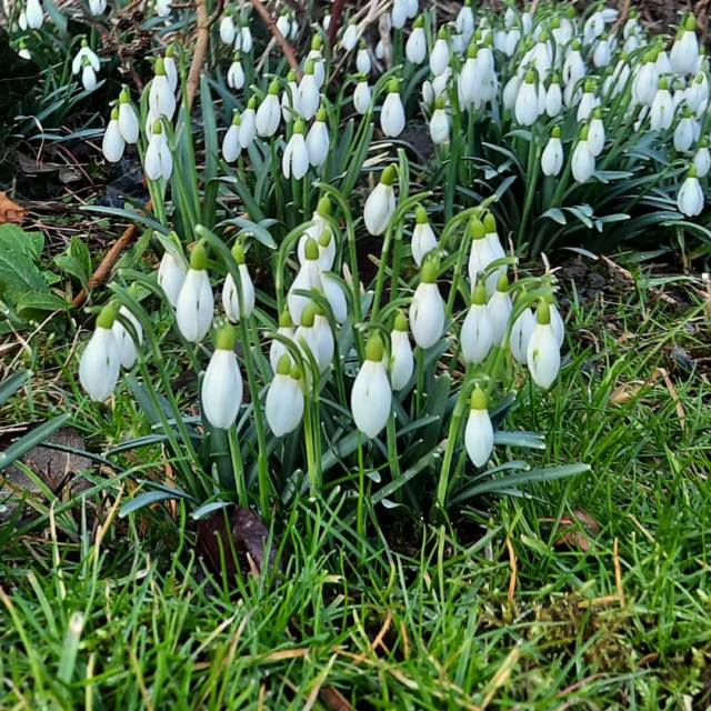 🌷☀️ Winter adé – die ersten Frühlingsboten im Maison Fasson

Die Sonne blinzelt über den Garten, und zwischen den Grashalmen recken sich die ersten Schneeglöckchen dem Licht entgegen. 💛
Noch ist die Luft kühl, doch überall spürt man es: Der Frühling steht vor der Tür.

Im Maison Fasson erwacht der Garten langsam zum Leben – ein leises Rascheln, ein paar Vogelstimmen, der Duft nach Erde und Neubeginn. 🌿✨
Hier beginnt die Zeit für kleine Spaziergänge, lange Frühstücke in der Sonne und Gespräche, die sich anfühlen wie Aufblühen.

Egal ob im Vintage-Gruppenhaus oder in den modernen Ferienwohnungen – jetzt ist der perfekte Moment, um den Winter hinter sich zu lassen und frische Energie zu tanken. 🏡🌸

Mehr Infos und Buchungsmöglichkeiten findest du auf 👉 www.maison-fasson.de

#MaisonFasson #Frühlingserwachen #MaisonFassonMomente #FerienhausNordpfalz #NordpfalzErleben #UrlaubMitHerz #VintageCharme #HausMitSeele #Ruppertsecken #WinterAde #Frühlingssonne #Frühlingsgefühle #gruppenhaus #ferienwohnung #donnersberg #ruppertsecken #donnersbergkreis #vacation #travel #pfalz #wandern #vintage #nordpfalz #ferienwohnung #fewo #pfälzerhöhenweg #selbstversorgerhaus #donnersbergtouristikverband #donnersbergtouristik #donnersberger_land