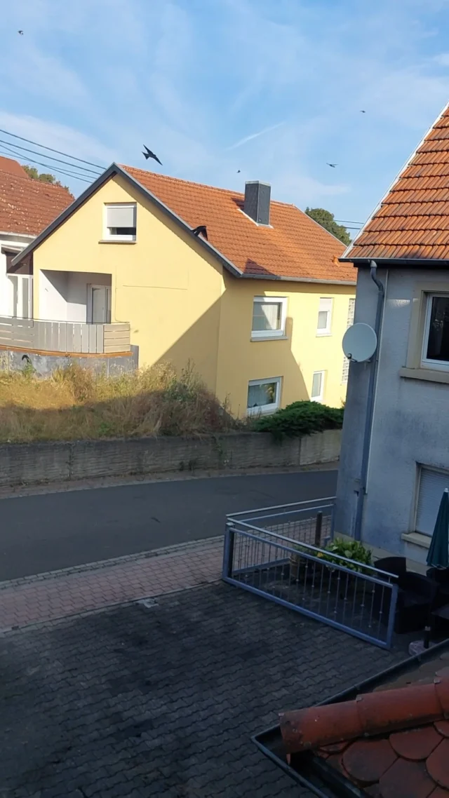 Der Frühling lebt. 🕊️🌿
Die Schwalben, die am Maison Fasson nisten, sind bereit für ihren ersten Flug.
Ein paar mutige Flügelschläge – und schon kreisen sie über Hof und Haus, leicht und frei im Frühlingshimmel.

Ein kleines Zeichen dafür, dass eine neue Saison beginnt.
Frühling im Maison Fasson. ☀️🏡

#MaisonFasson #FrühlingImMaisonFasson #Nordpfalz #Schwalben #FrühlingErwacht #NaturMomente #Pfalzliebe #AuszeitInDerNatur #UrlaubMitFreunden #Familienurlaub #FerienhausMitCharme #ZuhauseAufZeit 🕊️🌿🌸
Musik: Bensound