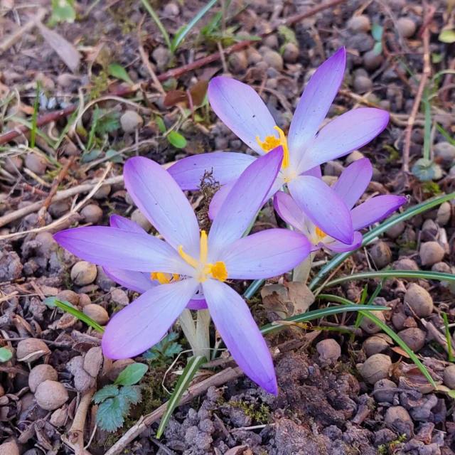 Der Frühling rund um das Maison Fasson ist mehr als nur eine Jahreszeit – er ist Inspiration. 🌿✨

Überall beginnen Pflanzen zu blühen, leise und doch voller Ausdruck.
Zarte Krokusse, kleine Veilchen, erste Schneeglöckchen – wie ein vorsichtiges Versprechen, dass die warme Zeit nun wirklich beginnt. 🌸

Und dann sind da diese besonderen Pflanzen, die uns schon bei der Gestaltung der Zimmer begleitet haben:
der leuchtende Goldregen und die elegante Wisteria, deren Farben und Formen ihren Weg ins Innere des Hauses gefunden haben.
Was draußen wächst, lebt drinnen weiter – in Stoffen, Farbtönen und liebevollen Details.

Ein ganz besonderer Moment: ein Baum voller weißer Kirschblüten.
Fast wie ein kleines Blütenmeer, das den Himmel berührt und für einen Augenblick alles still werden lässt. 🌿🤍
Hier bleibt man stehen, schaut nach oben – und vergisst einfach die Zeit.

Genau dieses Gefühl möchten wir im Maison Fasson einfangen:
Natur erleben, durchatmen und danach zurückkehren in ein Zuhause auf Zeit, das diese Stimmung weiterträgt. 🏡✨

Das Maison Fasson ist bereits geöffnet und kann gebucht werden – vielleicht genau jetzt, wenn draußen alles zu blühen beginnt.

Mehr Infos auf www.maison-fasson.de

#MaisonFasson #MaisonFassonMomente #FrühlingImMaisonFasson #Blütenzauber #NaturInspiration #VintageCharme #HausMitSeele #FerienhausNordpfalz #Ruppertsecken #UrlaubMitHerz #ZuhauseAufZeit #Wisteria #Goldregen #Kirschblüte #Frühling