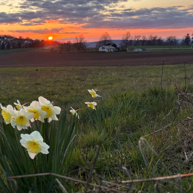 Sonnenuntergang über Ruppertsecken.

Frühling in seiner schönsten Form – direkt vor der Tür vom Maison Fasson.

→ Deine Auszeit wartet. Jetzt buchen.

#maisonfasson #ruppertsecken #donnersbergkreis #pfalz #pfälzerwald #sonnenuntergang #frühling #osterglocken #wanderpfalz #urlaubpfalz #ferienwohnungpfalz #auszeit #naturgenießen #landliebe #entschleunigung #kurzurlaubdeutschland #visitpfalz #hikinggermany #rausinsgrüne #urlaubindeutschland