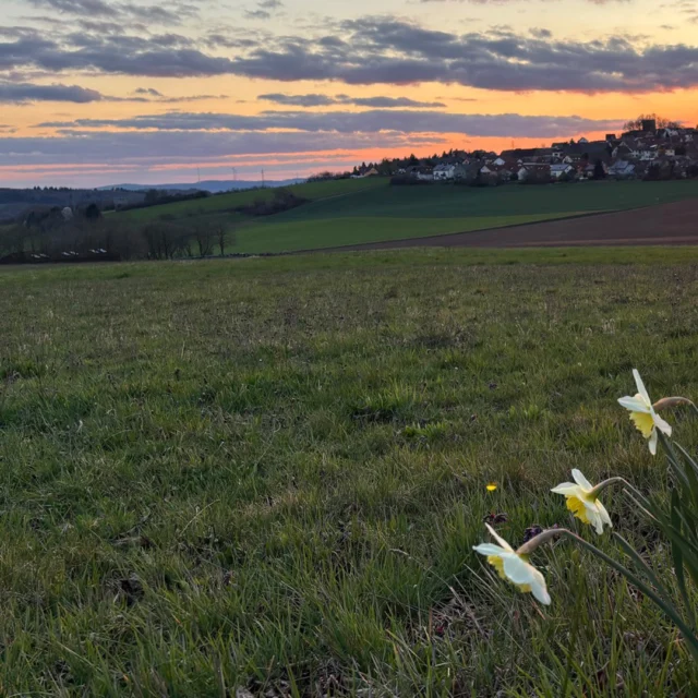 Wenn der Tag langsam leiser wird.

Ruppertsecken im warmen Abendlicht, Osterglocken im Vordergrund – und dieses Gefühl, genau am richtigen Ort zu sein.

Nach einer Wanderung rund ums Maison Fasson sind es genau diese Momente, die bleiben.
Sonnenuntergang, Ruhe, ein letzter Blick über die Hügel.

Und morgen? Einfach wieder loslaufen.

→ Erlebe den Frühling bei uns. Jetzt Aufenthalt sichern – Link in Bio.

#maisonfasson #ruppertsecken #donnersbergkreis #pfalz #pfälzerwald #sonnenuntergang #frühling #osterglocken #wanderpfalz #urlaubpfalz #ferienwohnungpfalz #auszeit #naturgenießen #landliebe #entschleunigung #kurzurlaubdeutschland #visitpfalz #hikinggermany #rausinsgrüne #urlaubindeutschland