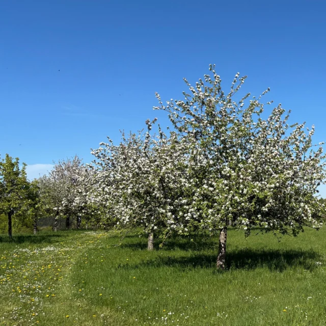 Der Weg beginnt ganz leise.

Zwischen blühenden Apfelbäumen, das erste Grün unter den Füßen, führt dich dieser Pfad langsam raus aus dem Alltag.
Noch ein Stück entlang der kleinen Straße – und dann: nur noch Natur.

Rund um das Maison Fasson starten genau solche Wege.
Kurz, entschleunigend, perfekt für 1,5 bis 3 Stunden draußen.
Oder du gehst weiter – direkt hinein in den Pfälzer Höhenweg.

Und danach? Zurückkommen, durchatmen, ankommen.

→ Starte deine Auszeit genau hier. Link in Bio.

#maisonfasson #zuhauseaufzeit #nordpfalz #donnersberg #wohlfühlen #gemeinsamzeit #freunde #familie #naturmoment #wandern